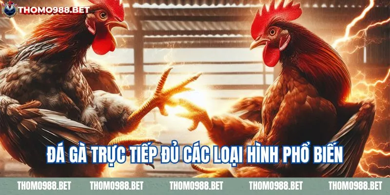 Các loại hình đá gà tại THOMO988